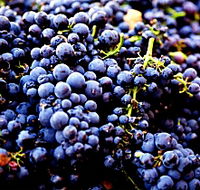 Nandroya Vineyard