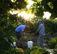 Oakdene Vineyards Restaurant and Cellar Door - Hervey Bay Accommodation