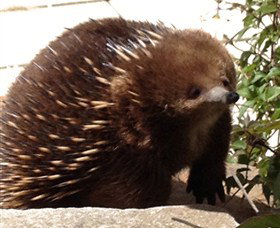 Coal Valley Vineyard - Tourism Hervey Bay 4