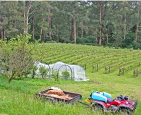 Peveril Vineyard/Beechy Berries - Tourism Hervey Bay 1