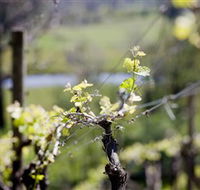 Whistling Eagle Vineyard