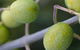 Montalto Vineyard And Olive Grove - thumb 0