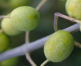 Montalto Vineyard And Olive Grove - Hervey Bay Accommodation 0