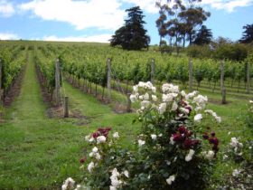 Pembroke Estate Vineyard - Hervey Bay Accommodation 0