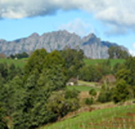 Lake Barrington Vineyard - Tourism Hervey Bay