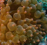 Coral Gardens Dive Site Mooloolaba - Hervey Bay Accommodation