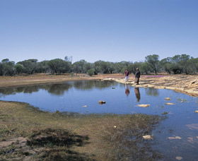 Camel Soak - Hervey Bay Accommodation 0