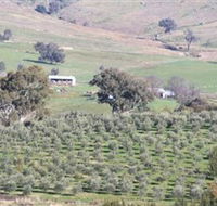Wymah Organic Olives and Lambs - Hervey Bay Accommodation