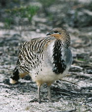 Yongergnow Australian Malleefowl Centre - Hervey Bay Accommodation 0