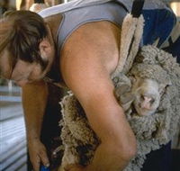 Kuriong Sheep Station - Hervey Bay Accommodation