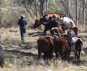 Gleneden Organic Farm And The Gleneden Bullock Team - Hervey Bay Accommodation 1