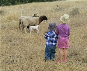 Gleneden Organic Farm And The Gleneden Bullock Team - Hervey Bay Accommodation 3