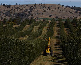 Rylstone Olive Press - Hervey Bay Accommodation 2