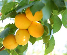 Rayner's Orchard - Tourism Hervey Bay 1