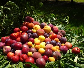 Rayner's Orchard - Tourism Hervey Bay 0