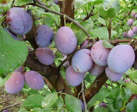 Rayner's Orchard - Tourism Hervey Bay 5