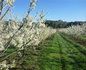 Rayner's Orchard - Tourism Hervey Bay 6