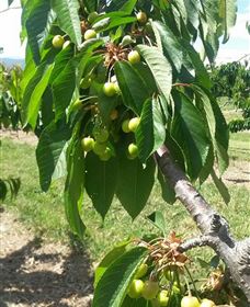 Mouat's Farm - Hervey Bay Accommodation 2