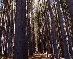 Sugarpine Walk - Hervey Bay Accommodation 2