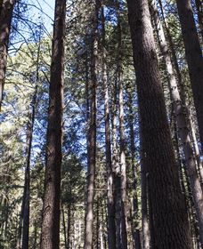 Sugarpine Walk - Hervey Bay Accommodation 1