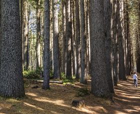 Sugarpine Walk - Hervey Bay Accommodation 0