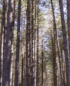 Sugarpine Walk - Hervey Bay Accommodation 3