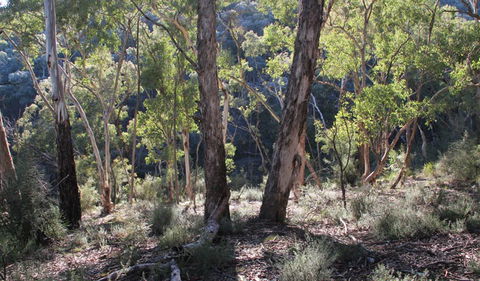 Mount Gray Walking Track - Hervey Bay Accommodation 0