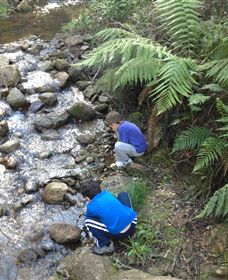 Shelley Forest Camp - Hervey Bay Accommodation 2