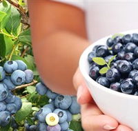 Jolly Berries - Hervey Bay Accommodation