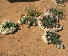 Coorow WA Tourism Hervey Bay