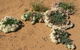 Coorow Wreath Flowers - thumb 0