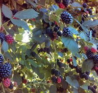 Gunnadoo Berries - Hervey Bay Accommodation
