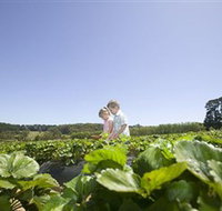 Sunny Ridge Strawberry Farm - Tourism Hervey Bay