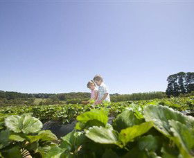 Sunny Ridge Strawberry Farm - Hervey Bay Accommodation 0