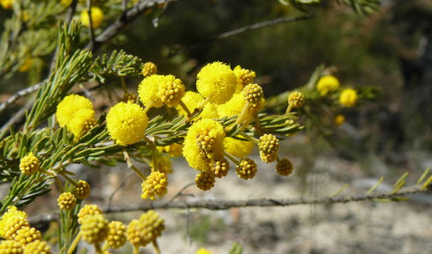 Torrington State Conservation Area - Hervey Bay Accommodation 3