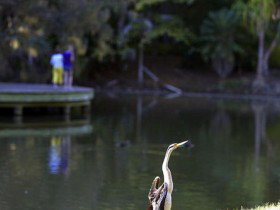 Birdwatching In The South Burnett - Hervey Bay Accommodation 0