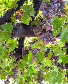 Murrumbateman Winery Company Pty Ltd  - Hervey Bay Accommodation 0