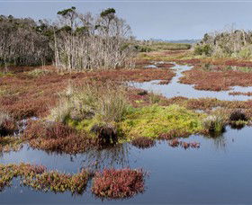 French Island National Park - Hervey Bay Accommodation 0