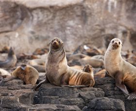 Phillip Island Nature Parks - Hervey Bay Accommodation 1