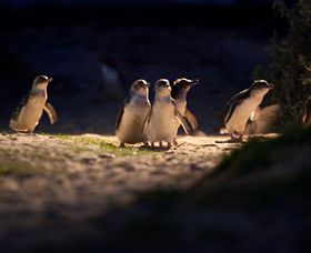 Phillip Island Nature Parks - Hervey Bay Accommodation 0