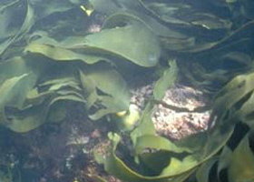 Churchill Island Marine National Park - Hervey Bay Accommodation 0