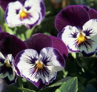 Newtown Park State Rose Garden - Hervey Bay Accommodation