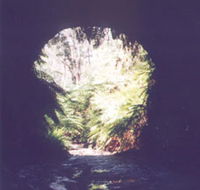 Glow Worm Tunnel