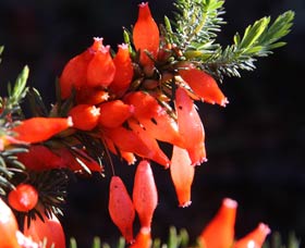 Mount Dale Walk Trail - Hervey Bay Accommodation 3