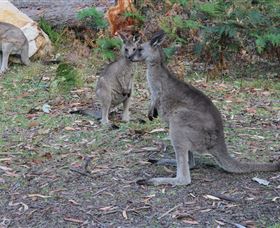 East Coast Adventure Bus - Hervey Bay Accommodation 4