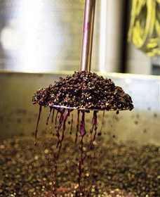 Quealy Winemakers - Hervey Bay Accommodation 6