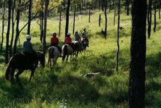 Hunter Valley Horse Riding And Adventures - Hervey Bay Accommodation 0