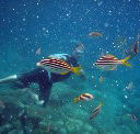 Imagine Cruises - Hervey Bay Accommodation
