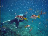 Imagine Cruises - Hervey Bay Accommodation 0