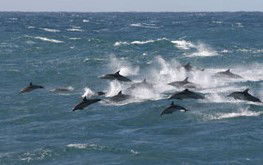  Hervey Bay Accommodation